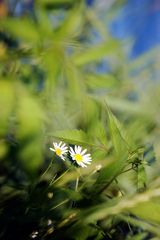 Bellis perennis...