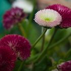 Bellis perennis