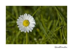 Bellis perennis