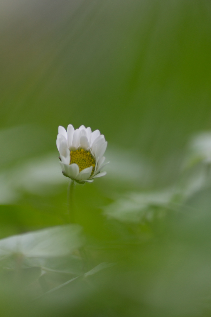 Bellis perennis