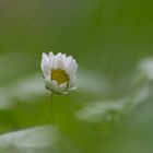 Bellis perennis