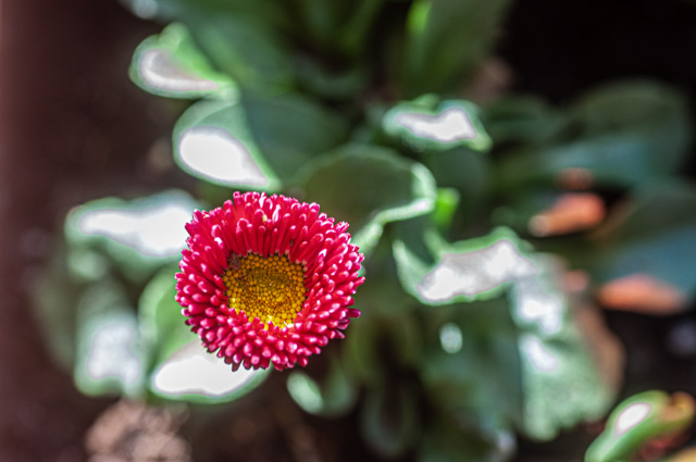 " Bellis perennis "