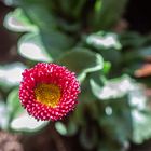 " Bellis perennis "