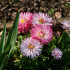 Bellis perennis 