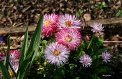 Bellis perennis 