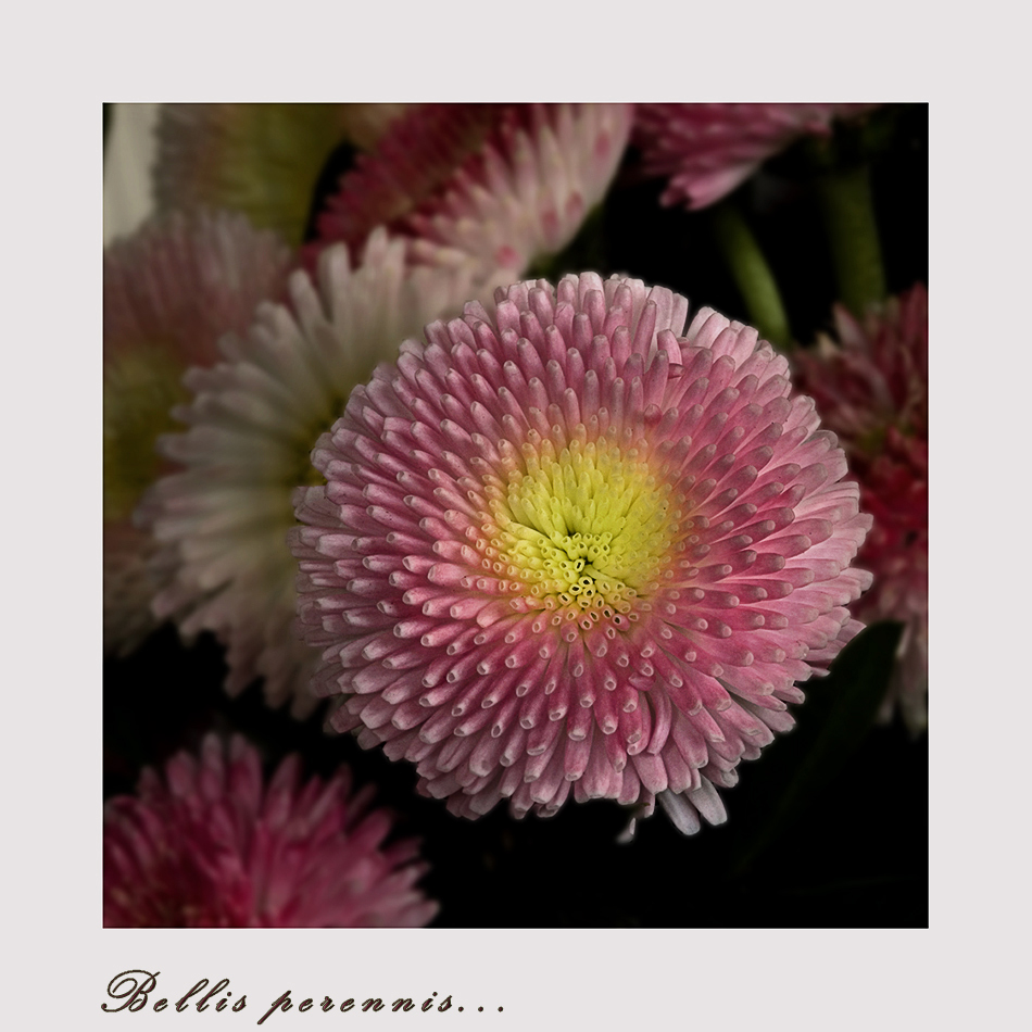 Bellis perennis....