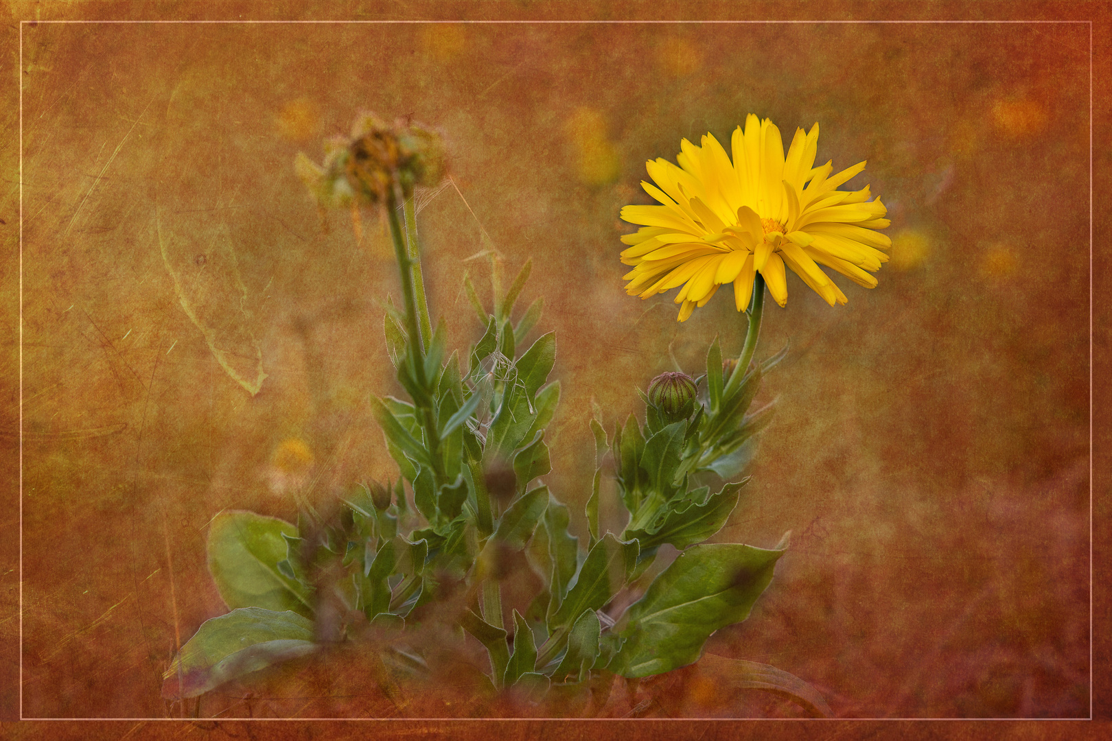 Bellis Perennis