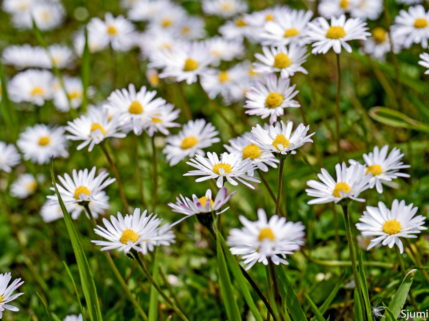 Bellis perennis Foto & Bild pflanzen, pilze & flechten, blüten