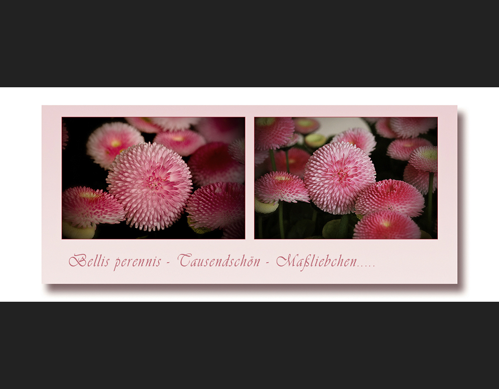 Bellis perennis....