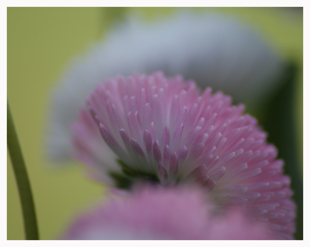 Bellis perennis