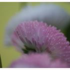 Bellis perennis