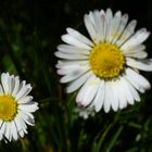 Bellis perennis