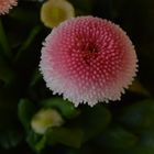 Bellis perennis