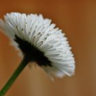 Bellis perennis