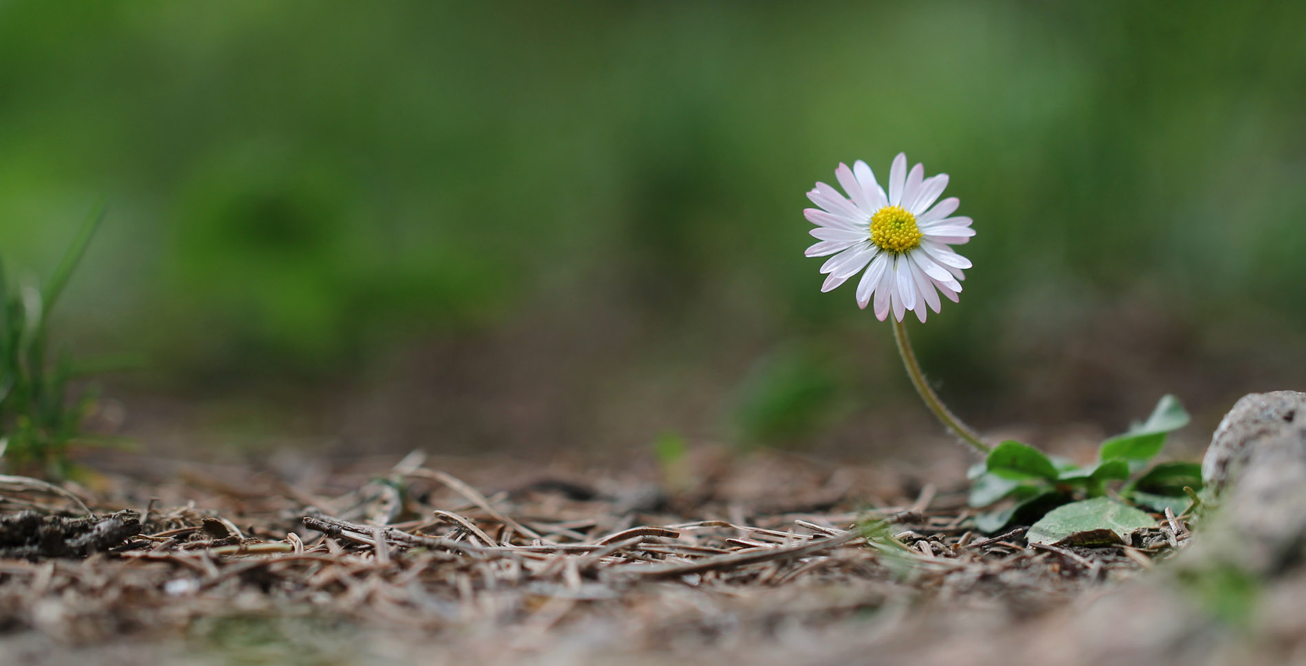 'Bellis perennis'