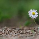 'Bellis perennis'