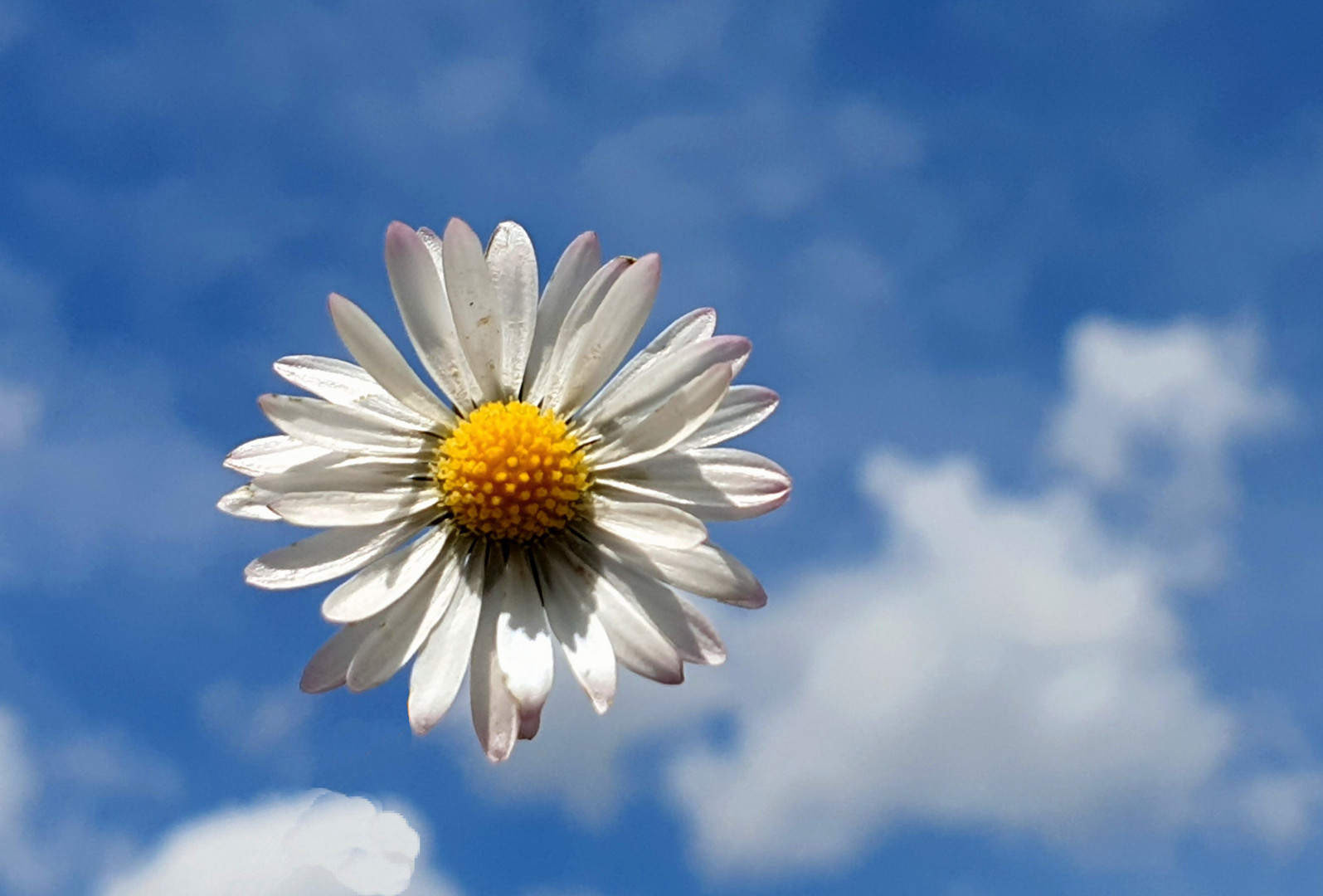 Bellis perennis