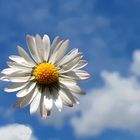 Bellis perennis