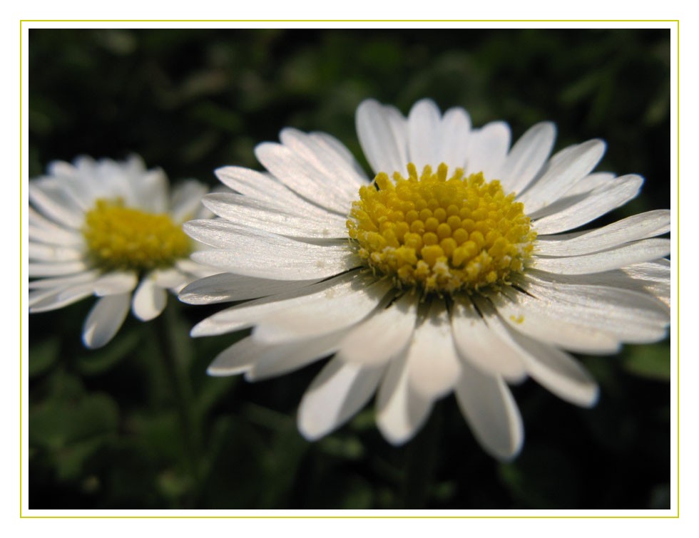 Bellis perennis