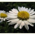 Bellis perennis