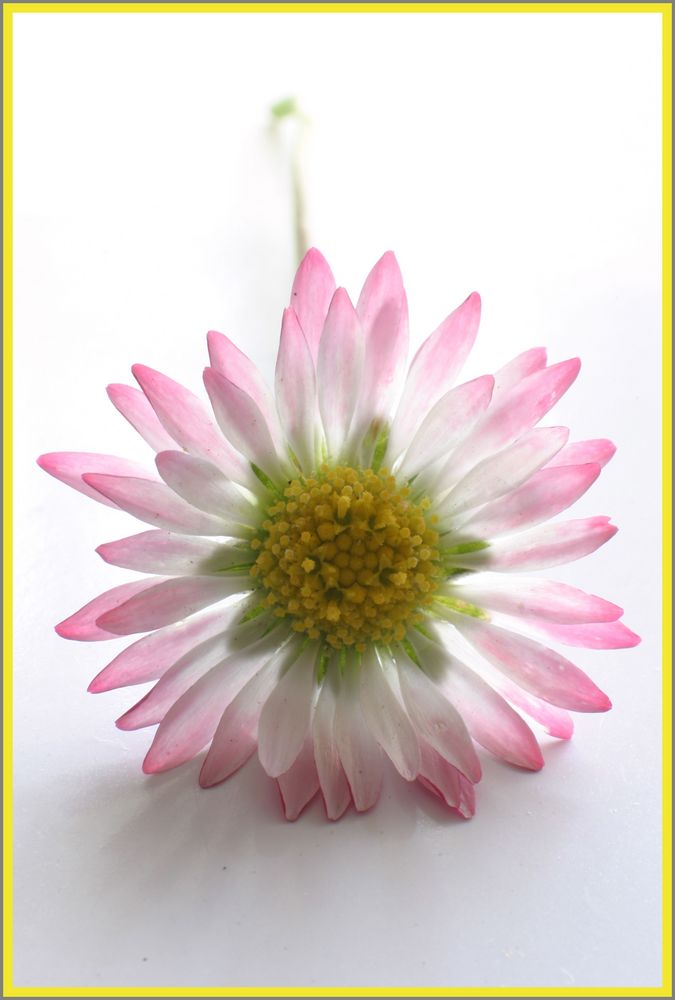 Bellis Perennis