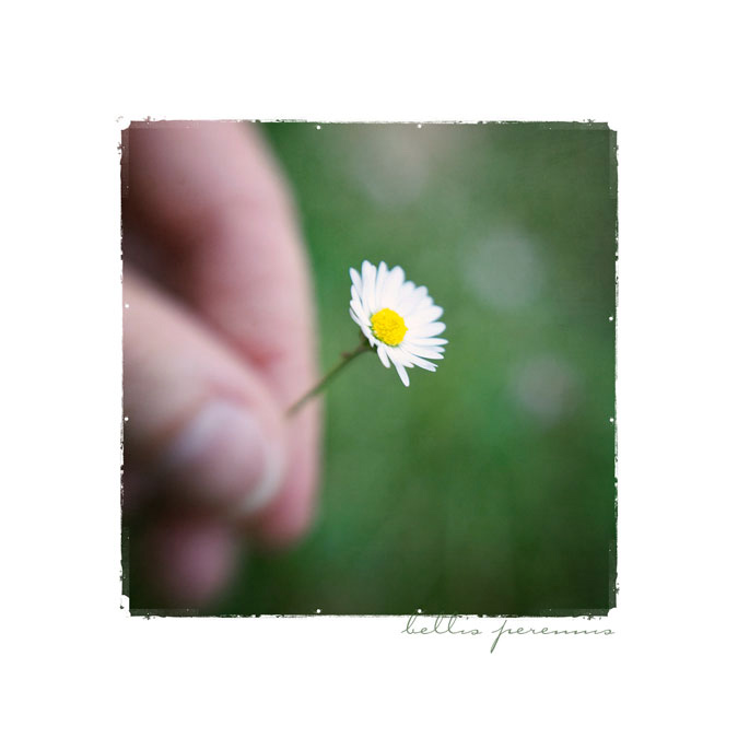 [ bellis perennis ]