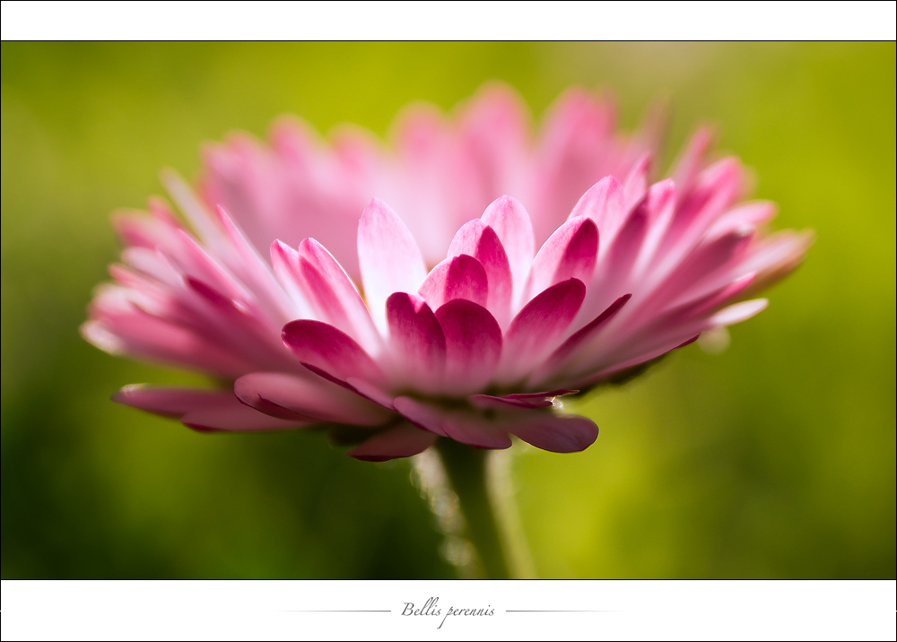 ~Bellis perennis~