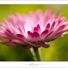 ~Bellis perennis~