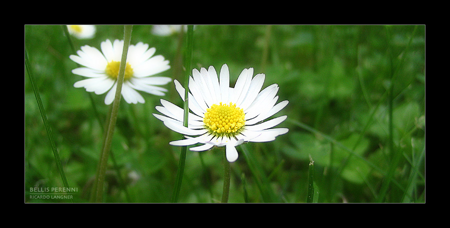 Bellis perennis