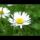 Bellis perennis