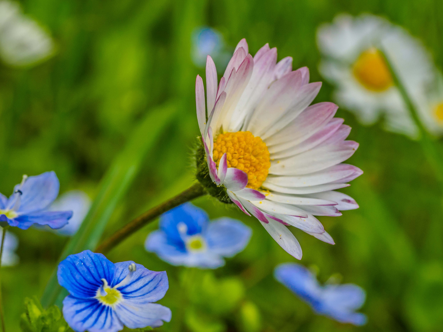 Bellis perennis - das Gänseblümchen #2