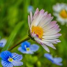 Bellis perennis - das Gänseblümchen #2