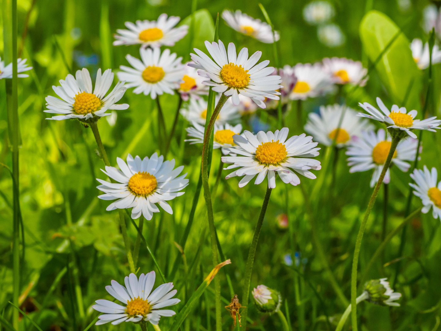 Bellis perennis  -  das Gänseblümchen