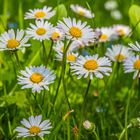 Bellis perennis  -  das Gänseblümchen