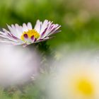 Bellis perennis