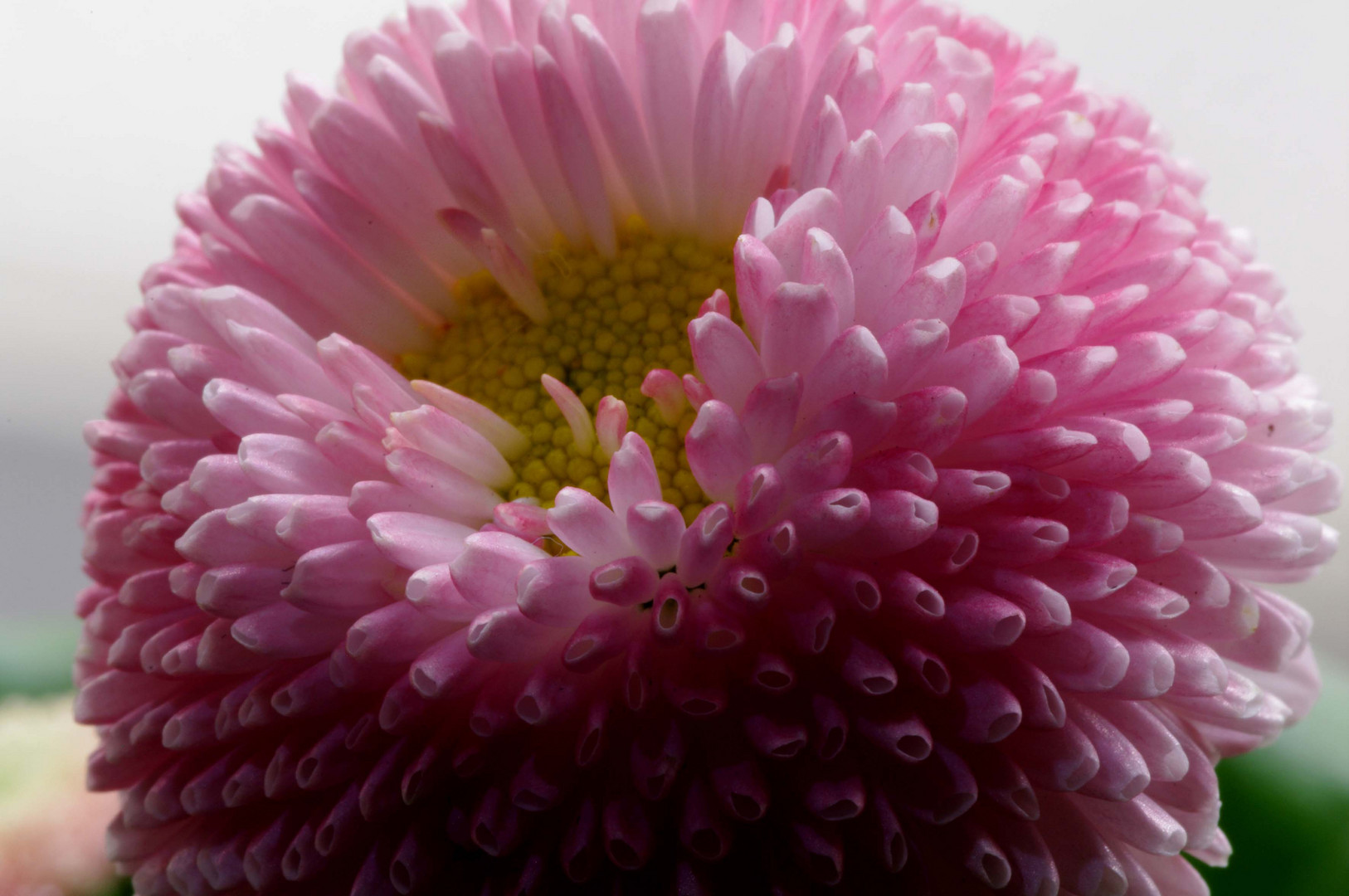 Bellis perennis