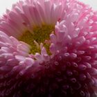 Bellis perennis