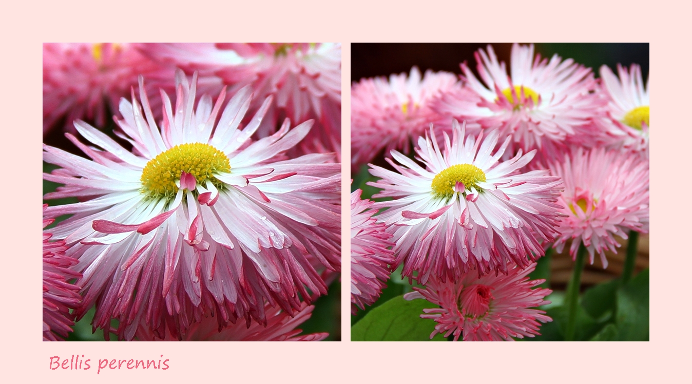 Bellis perennis