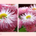 Bellis perennis