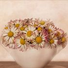 Bellis perennis....