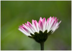 Bellis perennis