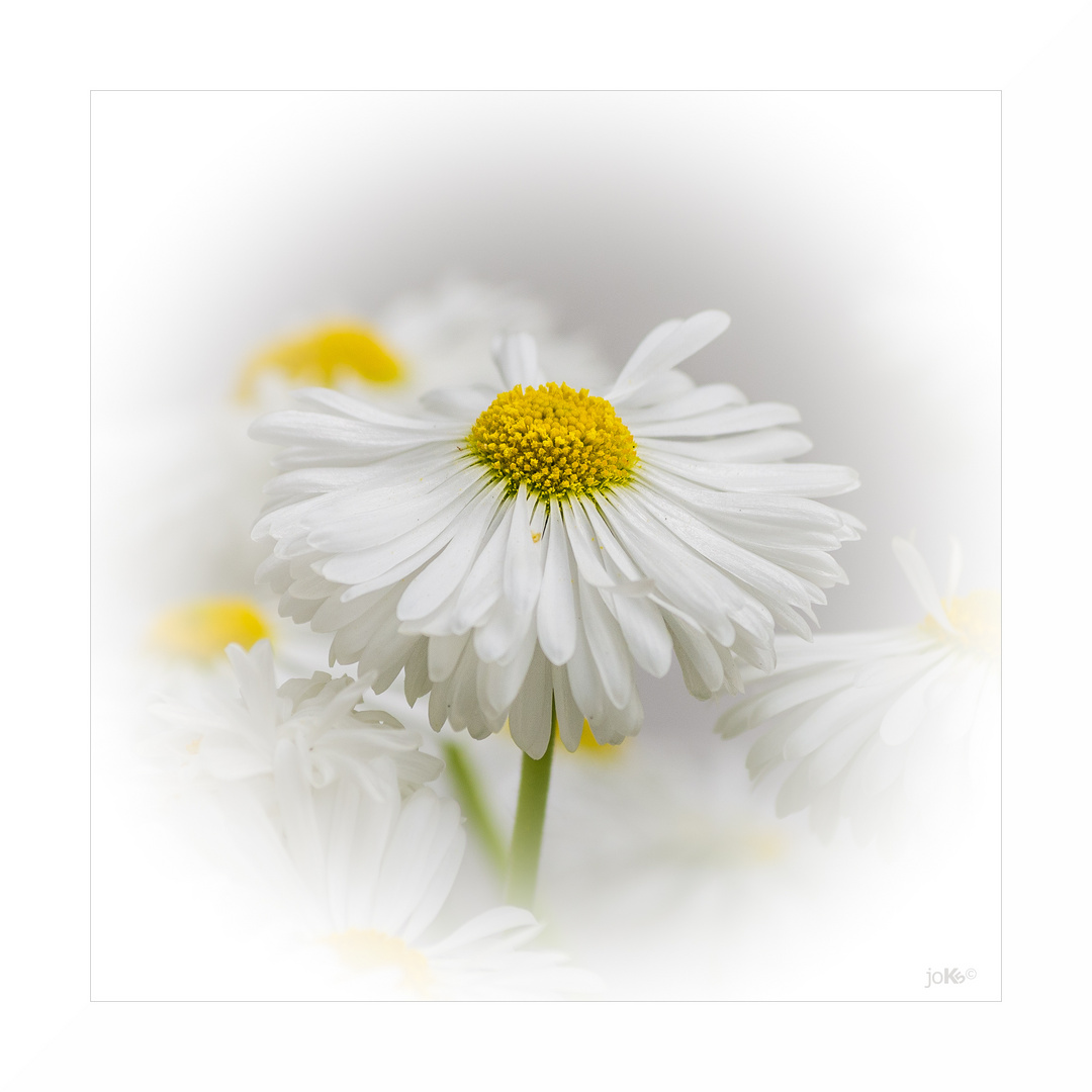 Bellis perennis