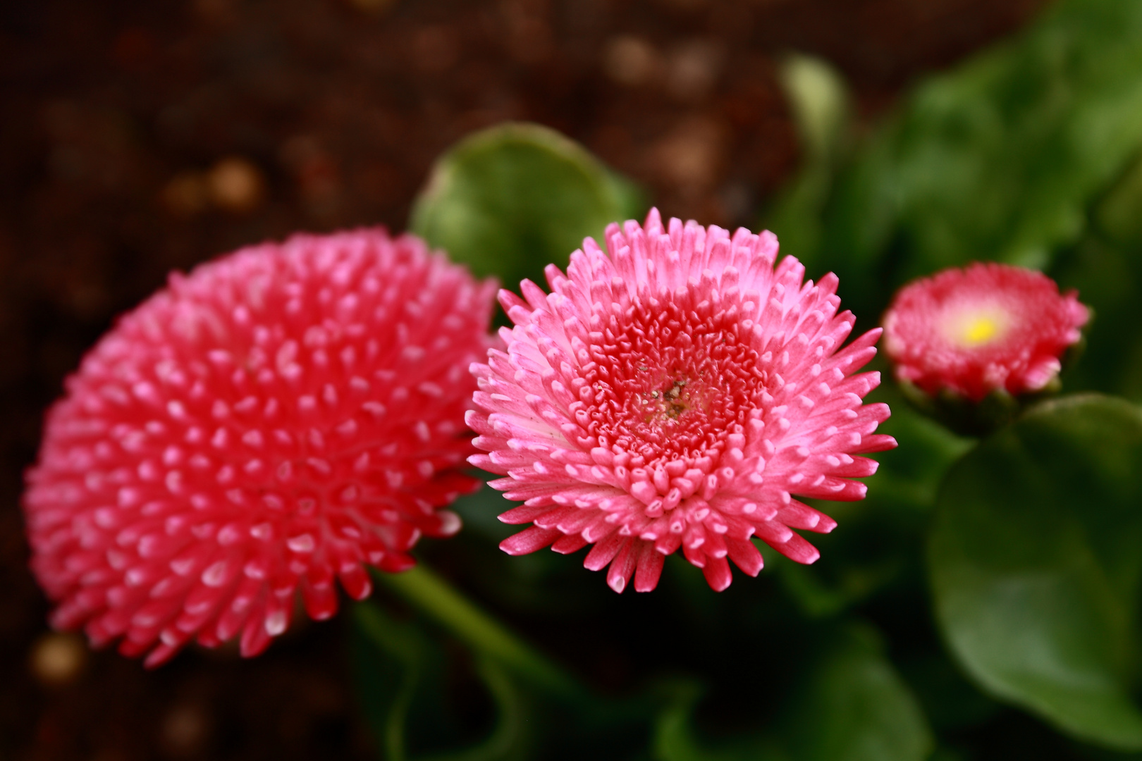 Bellis perennis