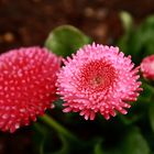 Bellis perennis