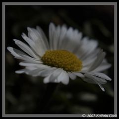 "Bellis perennis"