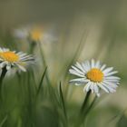 Bellis perennis