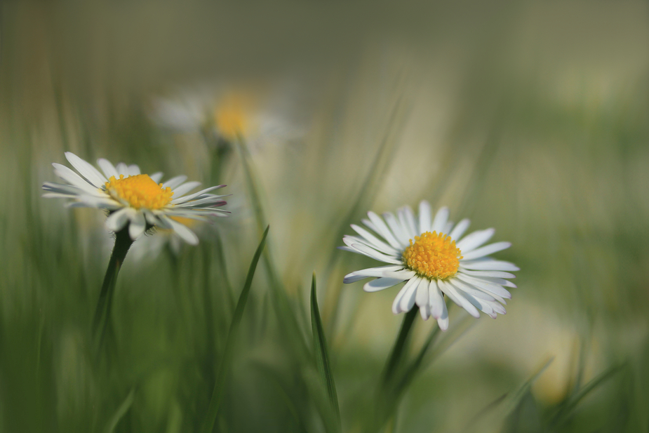 Bellis perennis