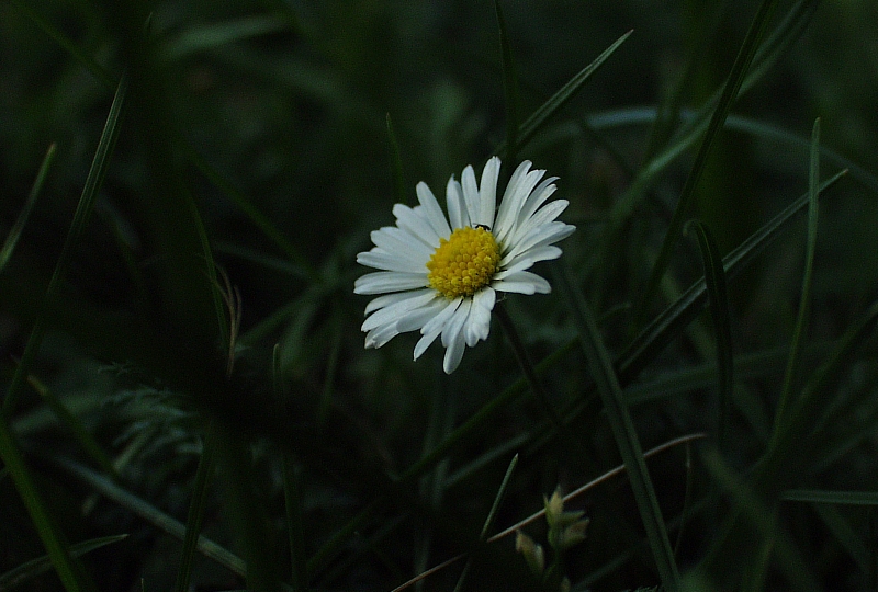 ~ bellis perennis ~