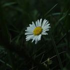 ~ bellis perennis ~