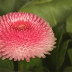 Bellis perennis...